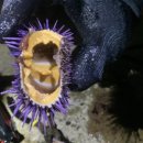 초도항 성게조형물 이미지