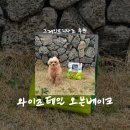 호키소프트 | [반려동물/사료] 와이즈테일 오븐베이크 • 그레인프리사료 추천 • 푸들 밥 먹이기 프로젝트