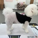 포우포우 반려견 유치원 이미지