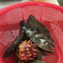 양양로컬 | 양양 후진활어센터 로컬 맛집 광진호 아름이네 회 센터 후기 (주차, 메뉴)