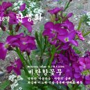 비단향꽃무 이미지