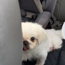 특수동물 행동정신병원 | [구미 애견호텔] 24시간 상주, 반려동물행복센터 "품에" _ 내돈내산 솔직후기