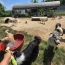 개두방정 이미지