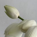 팔레드라팡