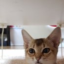 토실토실 Daum카페