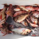 완도20호 이미지