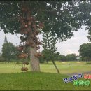 피닉스클럽 이미지