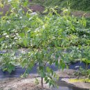 고은농장 이미지