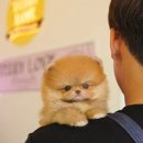 댕댕이애견샵