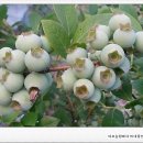 미르농장 네이버블로그