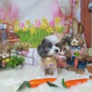 늘, 예쁘개 이미지