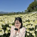 수목민박 네이버블로그