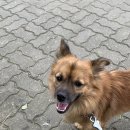 데엘리