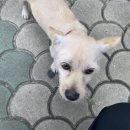 정철동물병원 이미지