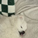 서창사랑동물병원 미용실 | 동물자유연대 유기견 임시보호 후기(한달차)