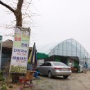 푸르미농원 Daum카페