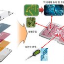 티엔에스식품 이미지