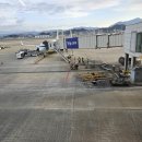 화산양돈 이미지