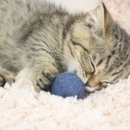 광주 고양이분양 브로스펫 이미지