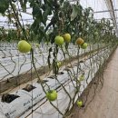 형석농장 이미지