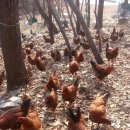 오늘은 닭 이미지