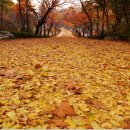 Walikng over the fallen leaves 이미지