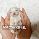 BICHON KOREA 이미지