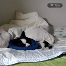 서초M동물의료센터 | 노원 바른동물의료센터 :: 7개월 암컷 강아지 중성화 수술 후기