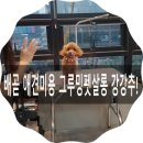 로얄펫살롱 - 달서구 월배로39길 4-1 | 로얄펫살롱