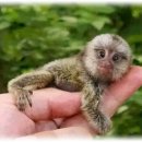 세상에서 가장 작은 원숭이~ 이미지