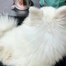 쿨펫동물병원(탄방점) 이미지