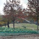 강아지 공화국 | 서울 근교 단풍 여행 ㅣ 가평 남이섬 나미나라공화국 (25.11.2 단풍 현황)