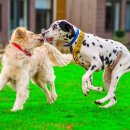 강아지영토 이미지