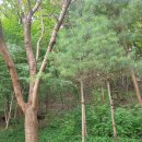 청룡산 | [등산] 청룡산