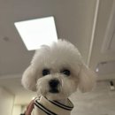 러브썸그루밍샵 네이버블로그