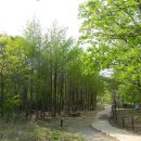@ 북한산둘레길에서 가장 편한 숲길, 내시묘역길~마실길~구름정원길 나들이 ~~ (마실길 느티나무, 은행나무숲길) 이미지