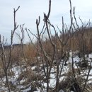 평전농장 이미지