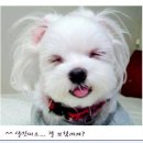 미소 Daum카페