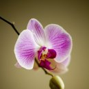 하길로 L 이미지