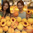 산지뚝심 이미지