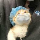 썸레스트 이미지