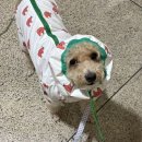 희야네 애견미용실 이미지