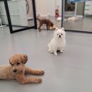 멍끌레르 이미지