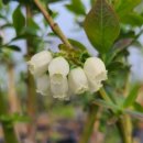 [블루베리품종] 남부 중생종 "펄"의 꽃 이미지