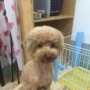 꼼지락 강아지 이미지