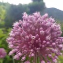 이쁜아이 Daum카페