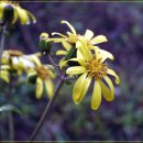 병주농장 | 비때문에 가게된 향일암