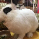 원칸통상 | 슈슈의 티모시 판별(버지스, 버니버디, 원칸통상, 완소펫)