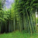 담양대나무축제 이미지