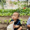 한빛유치원 | [👩‍🌾 작지만 든든한 농부들! 오늘은 배추 심는 날🌞]-#영동군어린이집 #영동군유치원 #영동한빛어린이집